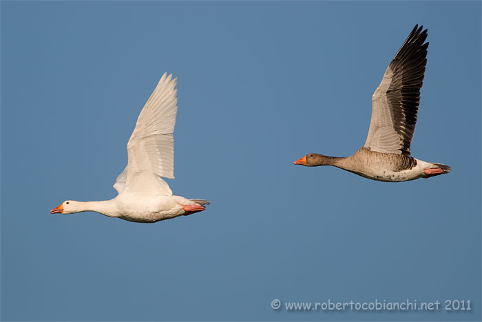 volo di oche selvatiche